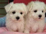 Korean Maltese Terrier Yavruları Mama Ve Malzeme Kampanyali