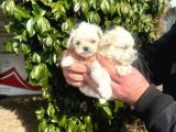 Üretim çiftliğinden maltese terrier yavruları