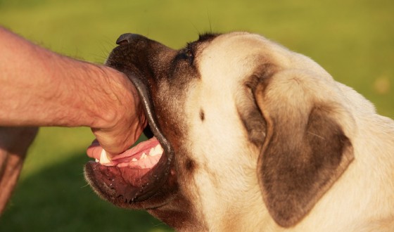 Köpeğinizin Isırması Nasıl Engellenir