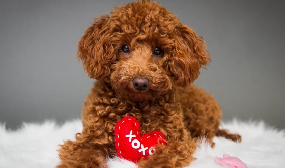 Toy Poodle Köpeğinin Özellikleri nedir? Bakımı nasıl yapılır?