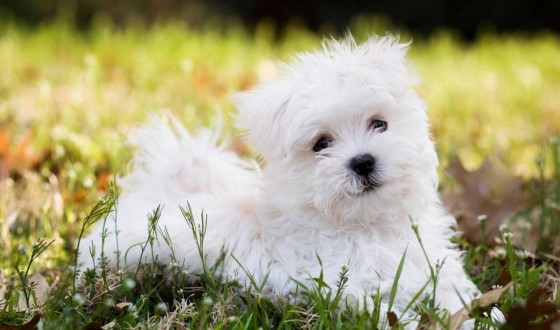 Maltese Terrier Köpeğinin Özellikleri Nedir? Bakımı Nasıl Yapılır?