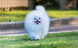 Pomeranian Köpeğinin Özellikleri Nedir? Bakımı Nasıl Yapılır?